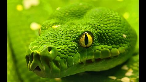 yılan belgeseli video izle